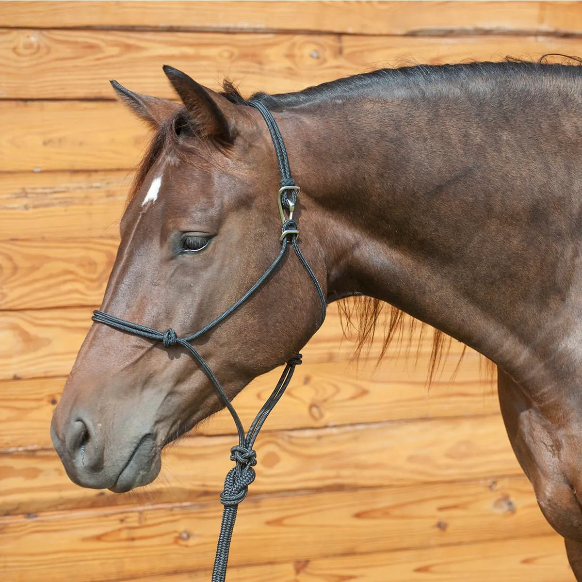 Classic Equine Adjustable Rope Halter with Lead Rope, Black